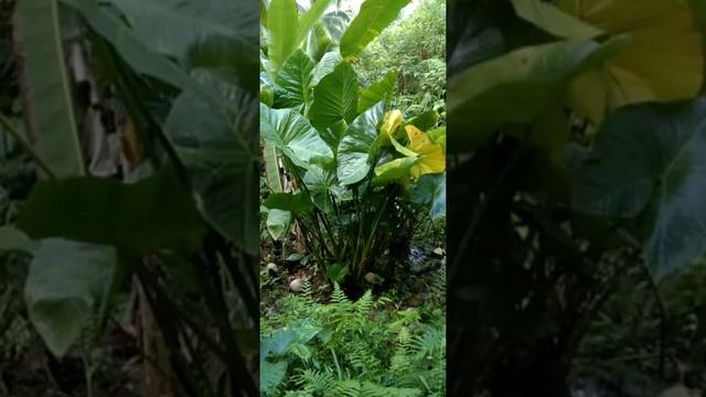 Giant Alocasia Plant! (Vertical Video) смотреть онлайн