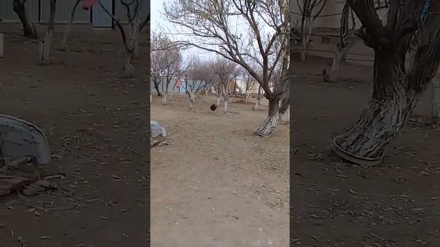 Аккум ауылы жанакорган смотреть онлайн