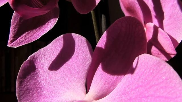 Fleurs d'orchidée - Macro HD (orchids) смотреть онлайн