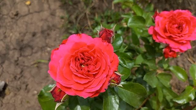 Розы и жара ч.2. Цветение 08.07.23 смотреть онлайн