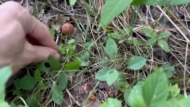 Дедовский способ, как найти грибы…? Спасибо, Лето!☀️ (30/08) #грибы #грибы2023 #тихаяохота #природа