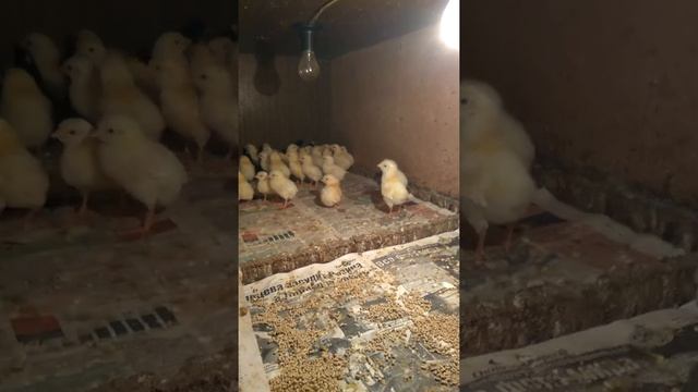 цыплята мини леггорн в33 смотреть онлайн