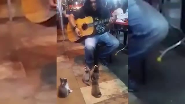 Уличный музыкант поет для котят смотреть онлайн