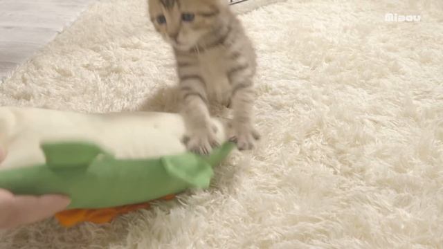 14日目 初めてアリスを見たCoco 子猫相手に不思議なぐらい怒らないアリス【瀬戸のここ日記】 смотреть онлайн