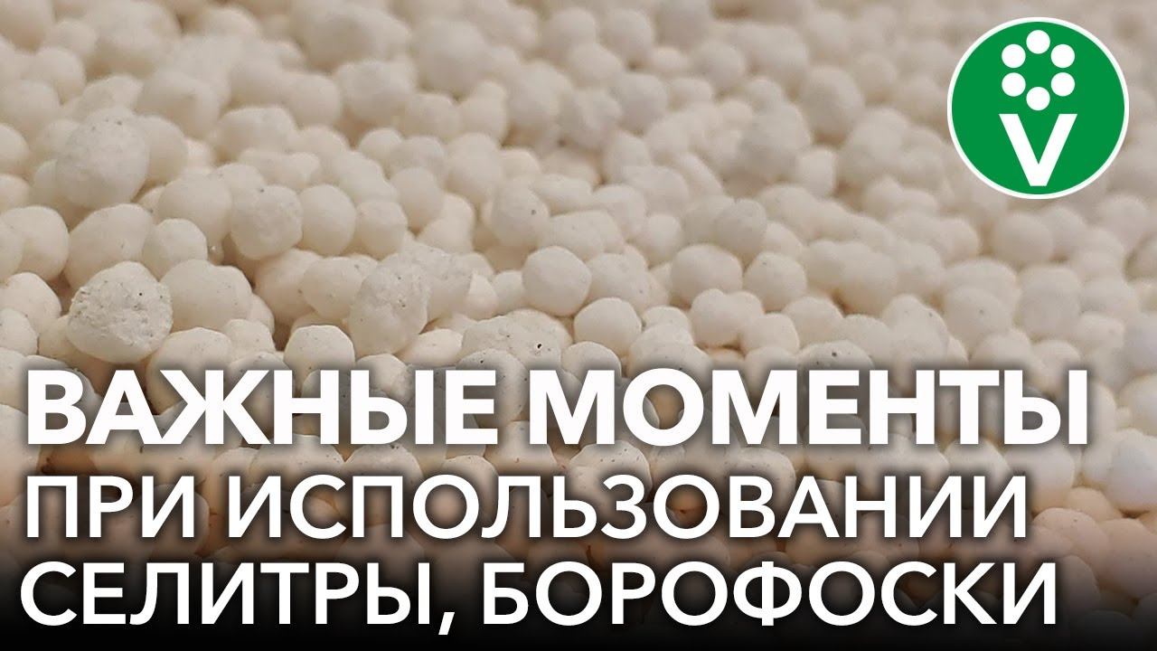 КАЛЬЦИЕВАЯ И КАЛИЕВАЯ СЕЛИТРА - КАК ПРИМЕНЯТЬ. ХОРОША ЛИ БОРОФОСКА? Ответы на вопросы зрителей