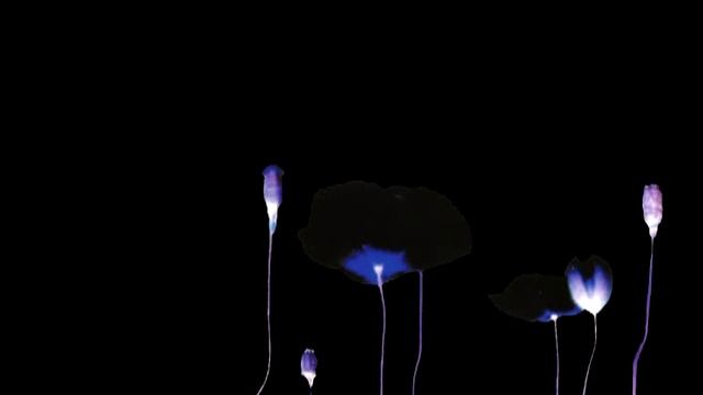 The Legendary Pink Dots - The Poppy Variations (Part 1) смотреть онлайн