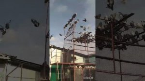 Николаевские голуби. Воронежская обл г. Лиски 2024г 5 января