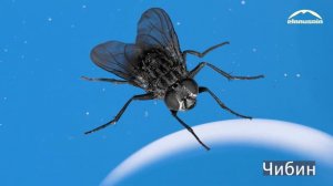 Баппахан — Сезле, 3 бёлюм (Слова, часть 3) | Bappahan — Words for kids, part 3