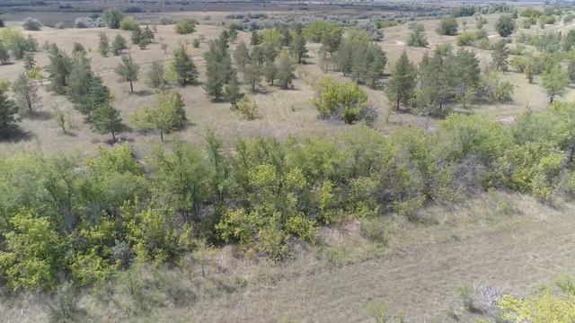 Сосновник смотреть онлайн