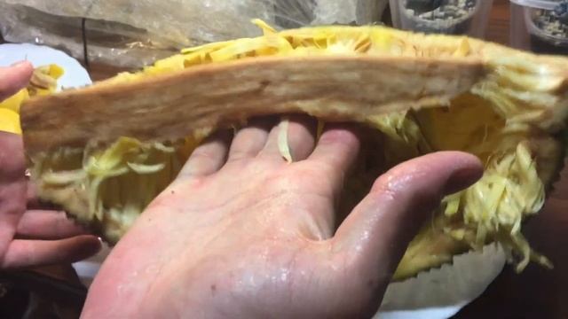 Как правильно выращивать ДЖЕКФРУТ!!!(ХЛЕБНОЕ ДЕРЕВО) И очень загадочный вкус!!! Огромная новинка!!! смотреть онлайн