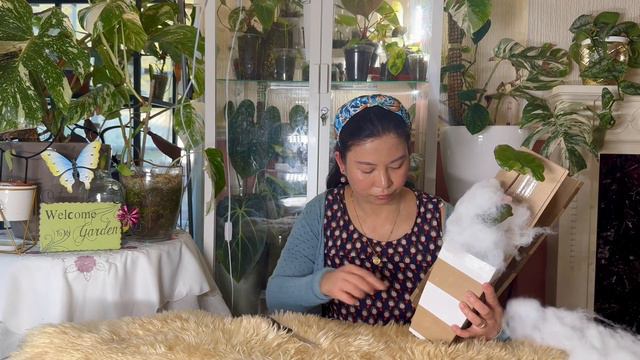 Unboxing Alocasia ‘Serendipity’ Pink Variegata | Ultimate Wishlist Plant | Rare Alocasia 😍🌿