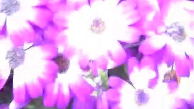 Passion.Little.And.Young Projection смотреть онлайн