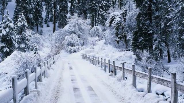 Зимний лес смотреть онлайн