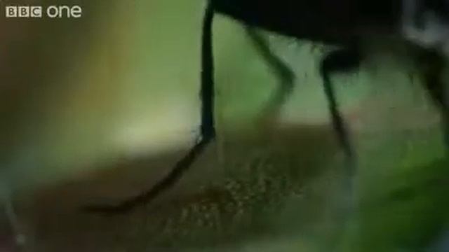 Растение хищник(росянка).mp4 смотреть онлайн