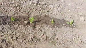 Посадка рассады астры в грунт. Уход и подкормка.