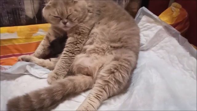 КАК ВЕДЕТ СЕБЯ ШОТЛАНДСКАЯ КОШКА ПЕРЕД РОДАМИ ? смотреть онлайн