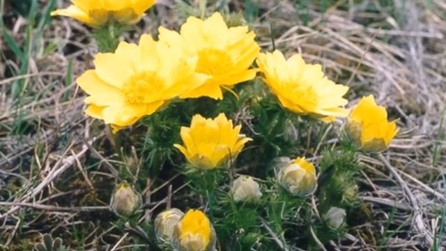 Адонис. Горицвет весенний. Стародубка. Лекарственные травы. смотреть онлайн
