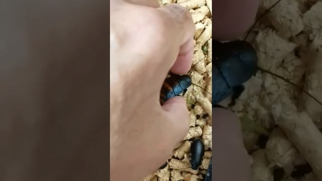 Таракан шипит, как змея. смотреть онлайн