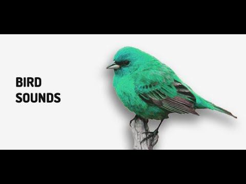 Birds Chirping Sound effect смотреть онлайн