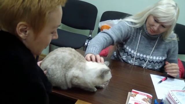 Бизнес в разведении породистых кошках. смотреть онлайн