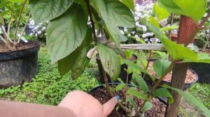 Почему я сажаю гортензии в горшки ?
Превращение гортензии  ?? из "веников " в приличные саженцы