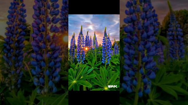 Иман нуры - Юк бар суз сойлэу смотреть онлайн