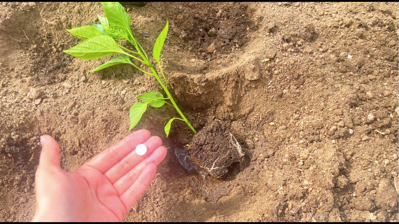 После этого даже дохлые Томаты, Перцы, Огурцы сразу пошли в рост и не болеют! смотреть онлайн