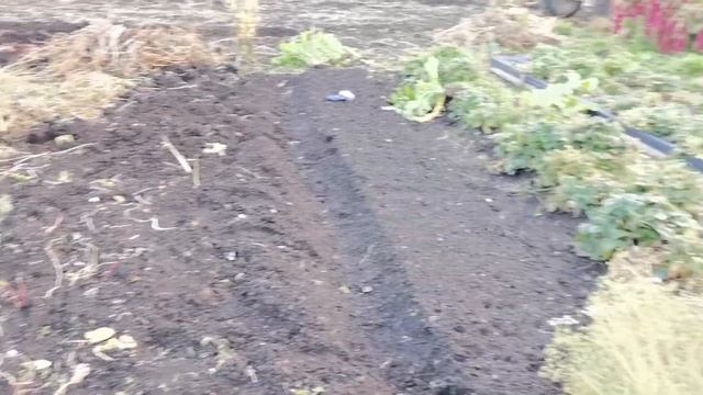 Убираю редьку круглую зимнюю черную смотреть онлайн