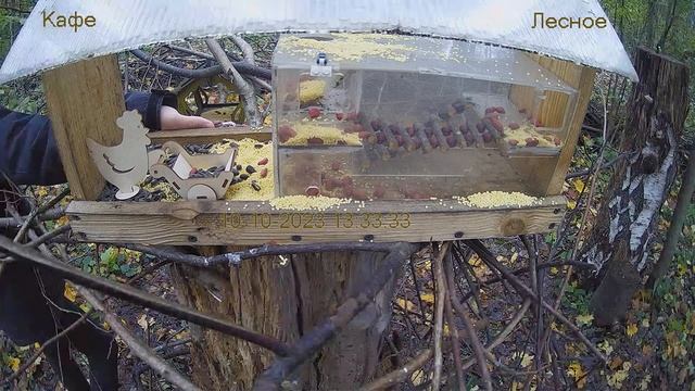 Кафе "Лесное" смотреть онлайн
