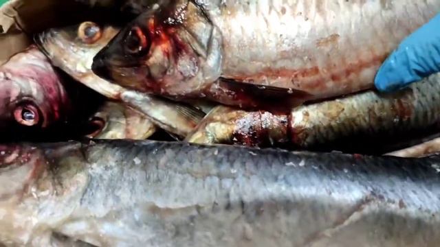 Сельдь Олюторская НР крупная смотреть онлайн