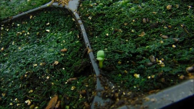 lavender seedlings, lavender seeds germinated, how to feed lavender seedlings смотреть онлайн