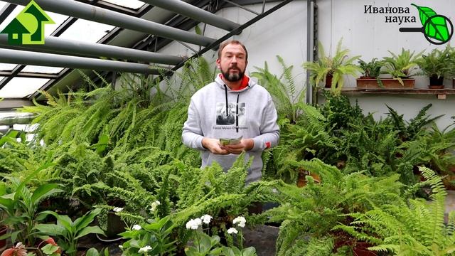 СОРТА СЛАДКОГО ПЕРЦА С ГАРАНТИЕЙ. С этим сортом - всегда с урожаем! Обещаю - испытано на себе! смотреть онлайн