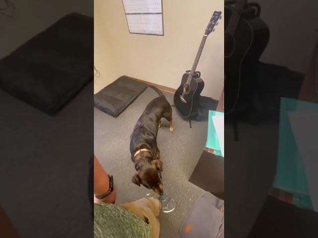 Вот это гитарист-виртуоз ))) смотреть онлайн