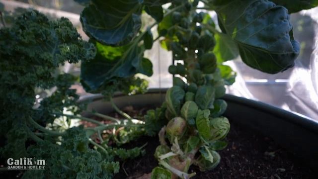 Full Garden Tour with Gary at The Rusted Garden Homestead - Tomatoes, Squash, Cucumbers and More!?? смотреть онлайн