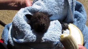 Летучая лисица Batzilla ест банан