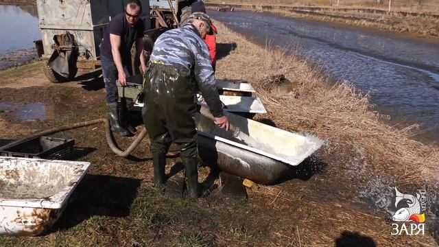Рыбхоз Заря - Зарыбление Выростного пруда 2019 смотреть онлайн
