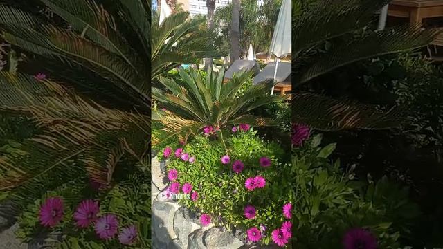 Кипр, Лимасол, пальмы, цветы