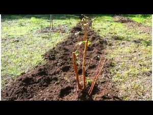 Посадка малины в поле осенью || Когда и как правильно посадить малину