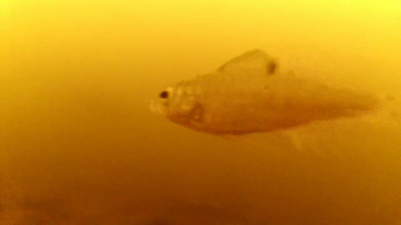 Химкинское водохранилище. Пристань Захарково. 02.08.2024 смотреть онлайн