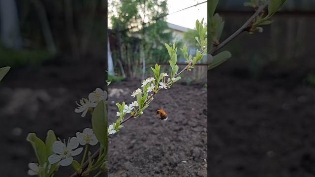 Димитрий Астафуров