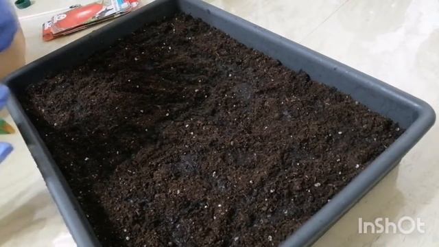 Какие сею ?Семена помидор?Какие купила лотки для рассады?? смотреть онлайн