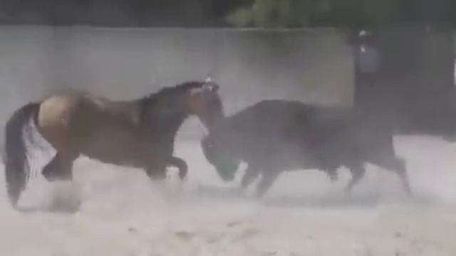 Horse vs Bull ( ferrari vs lamborghini ) смотреть онлайн