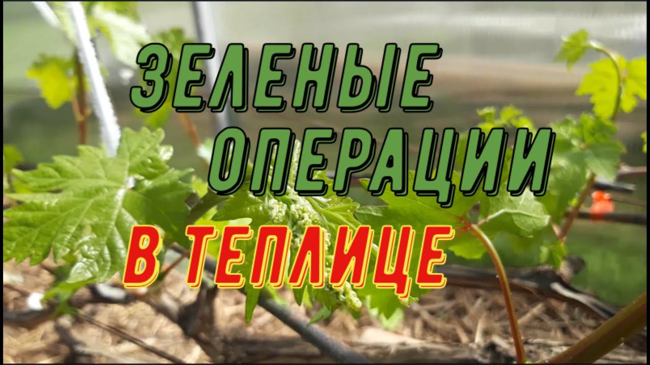 Зеленые операции в теплице. Виноградник Вадима Точилина смотреть онлайн