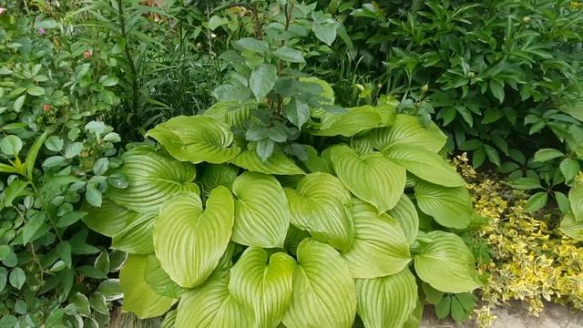 ХОСТЫ,НИГЕЛЛА,БАДАН,АУКУБА,РОЗЫ,БЕРЕСКЛЕТ,БАНАН,ПАДУБ!23 МАЯ 2022 ГОДА????☘ПАХИЗАНДРА,ЗЕЛЕНЧУК ☘?☘ смотреть онлайн