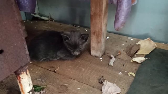 Соседская кошка принесла нам котенка.