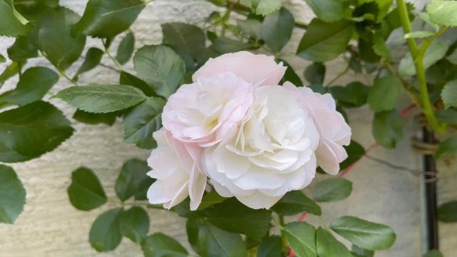 정원에서 가장 오래 피어있는 장미 4품종 소개 #rosegarden #장미정원 смотреть онлайн