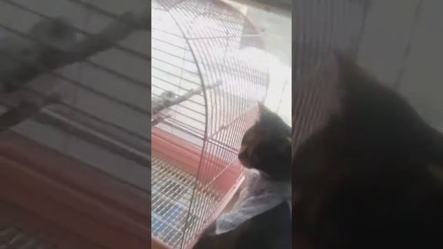 Бедная киса, попугай укусил ксюшу смотреть онлайн