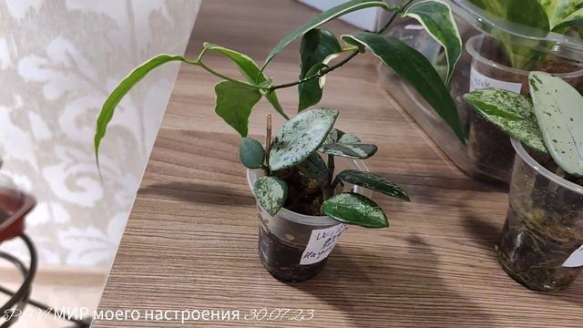 ХОИЙ черенки после укоренения ( часть 3) смотреть онлайн