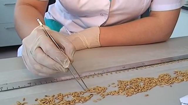 РЕФЕРЕНТНЫЙ ЦЕНТР РОССЕЛЬХОЗНАДЗОРА.mp4 смотреть онлайн