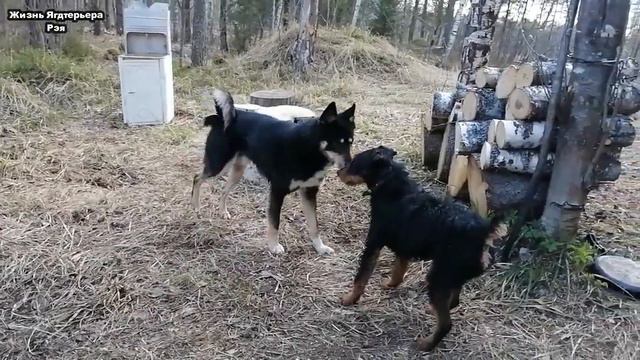 В лес с Ягдтерьером на мотоцикле | Встретили лайку смотреть онлайн